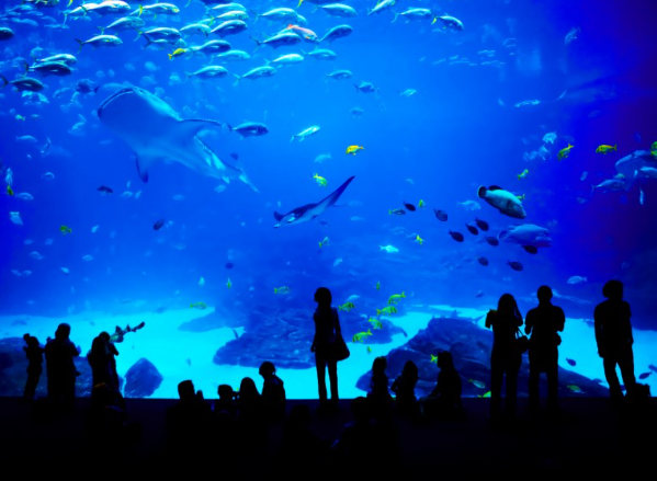 Under the Sea: Diving into Japan’s Best Marine Life Spots